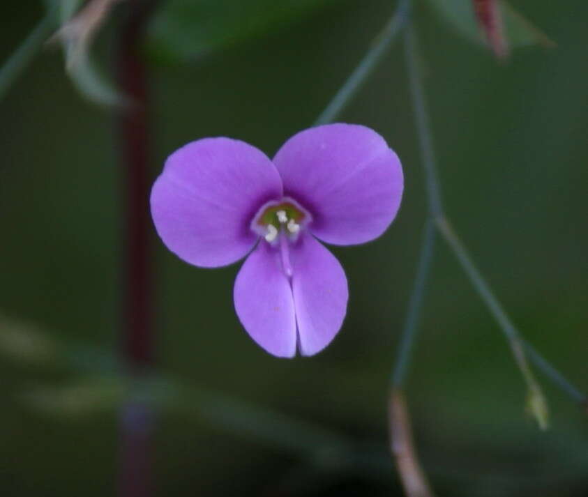 Image of Canscora diffusa (Vahl) R. Br. ex Roem. & Schult.