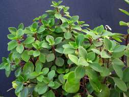 Image of Polynesian peperomia