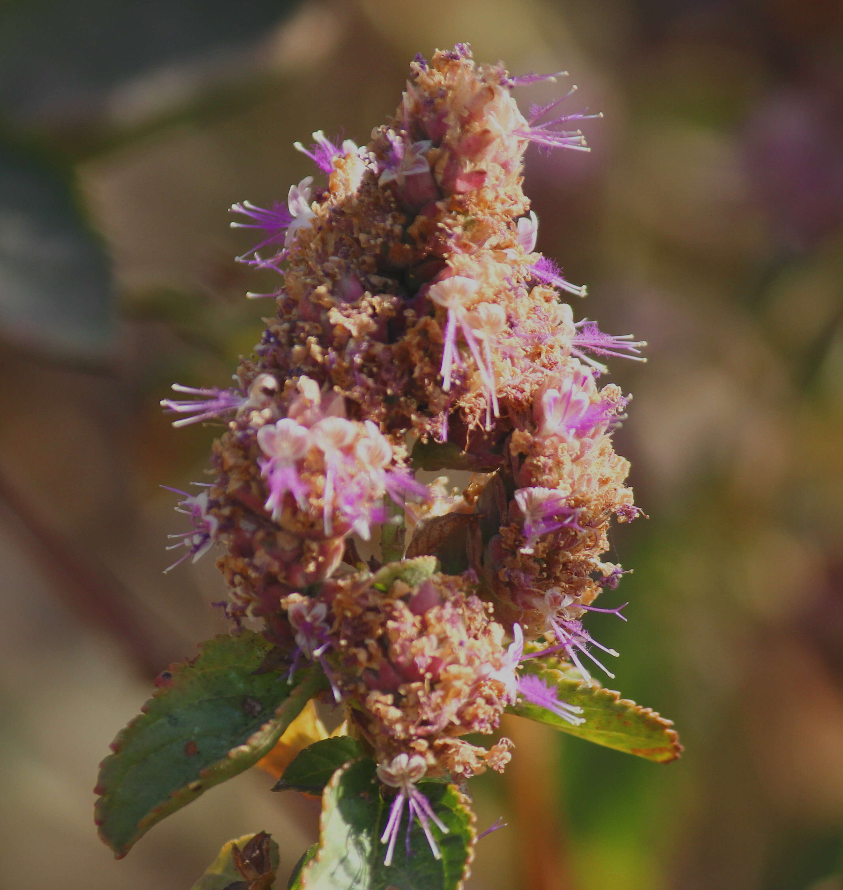 Слика од Pogostemon benghalensis (Burm. fil.) Kuntze