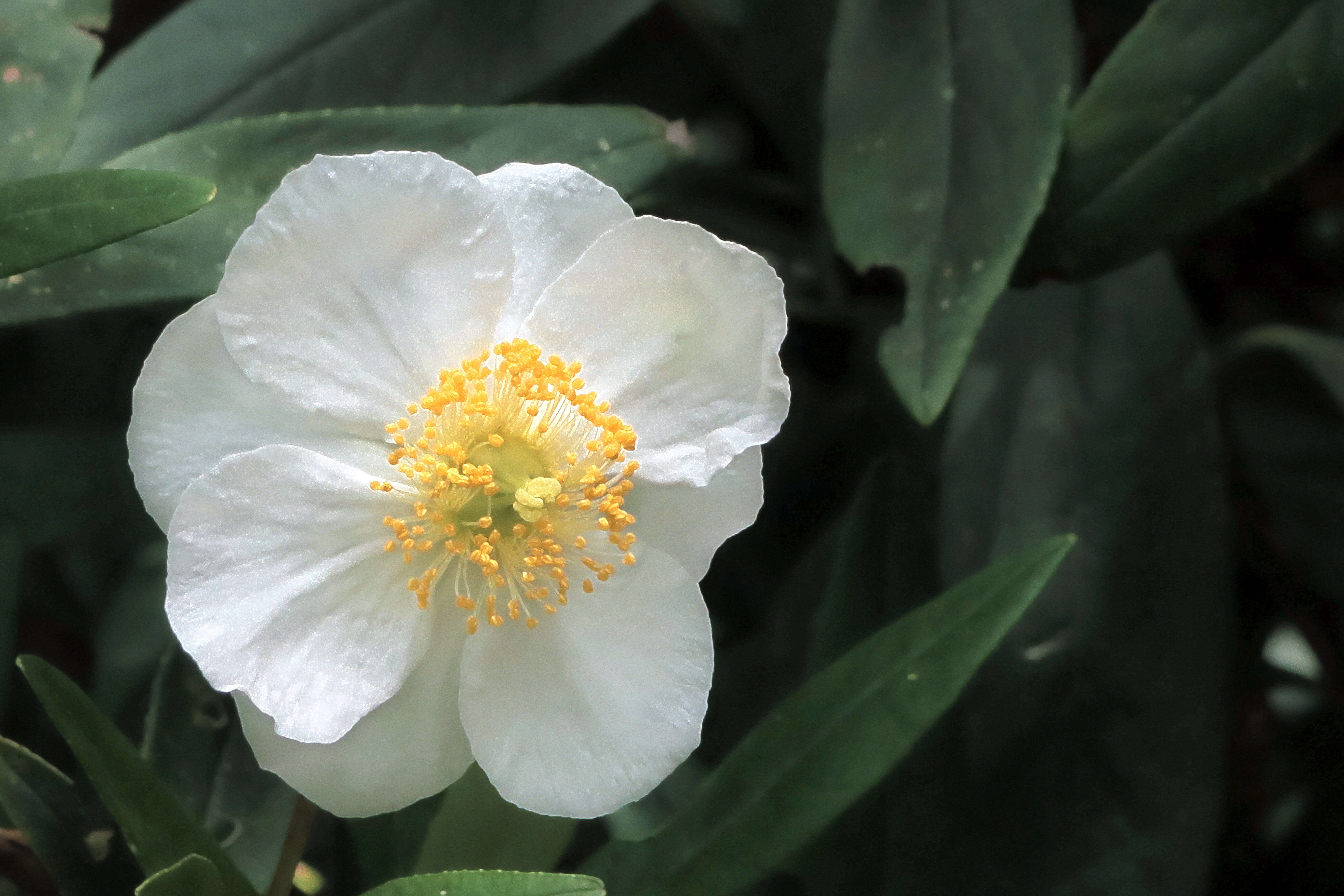 Image of tree anemone