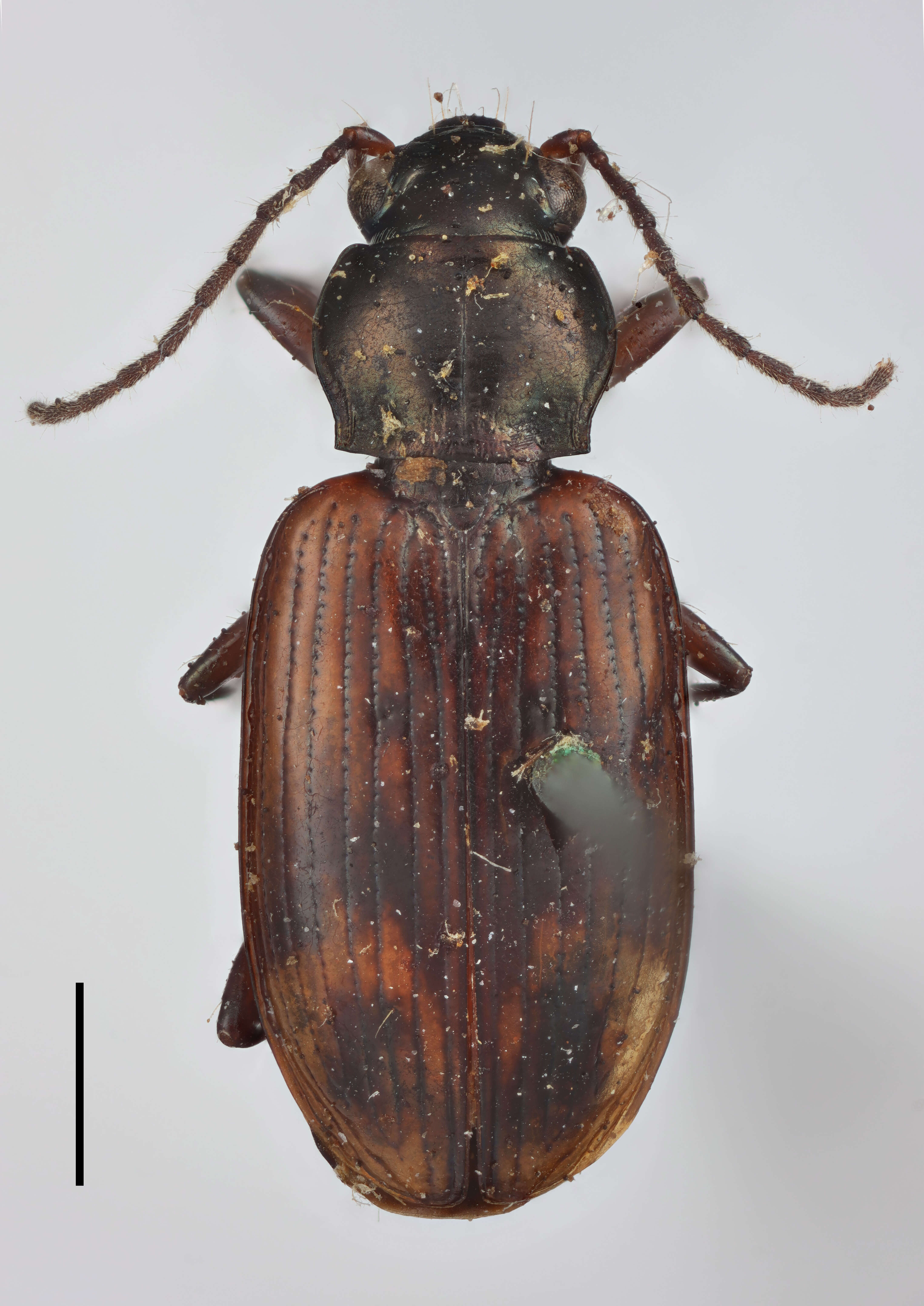 Image of Bembidion (Eupetedromus) tinctum Zetterstedt 1828