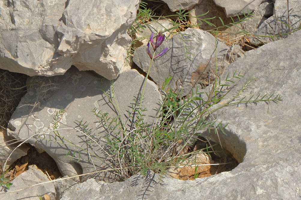 Sivun Astragalus muelleri Steudel & Hochst. kuva