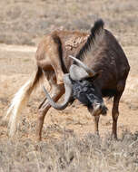 Image of Black Wildebeest