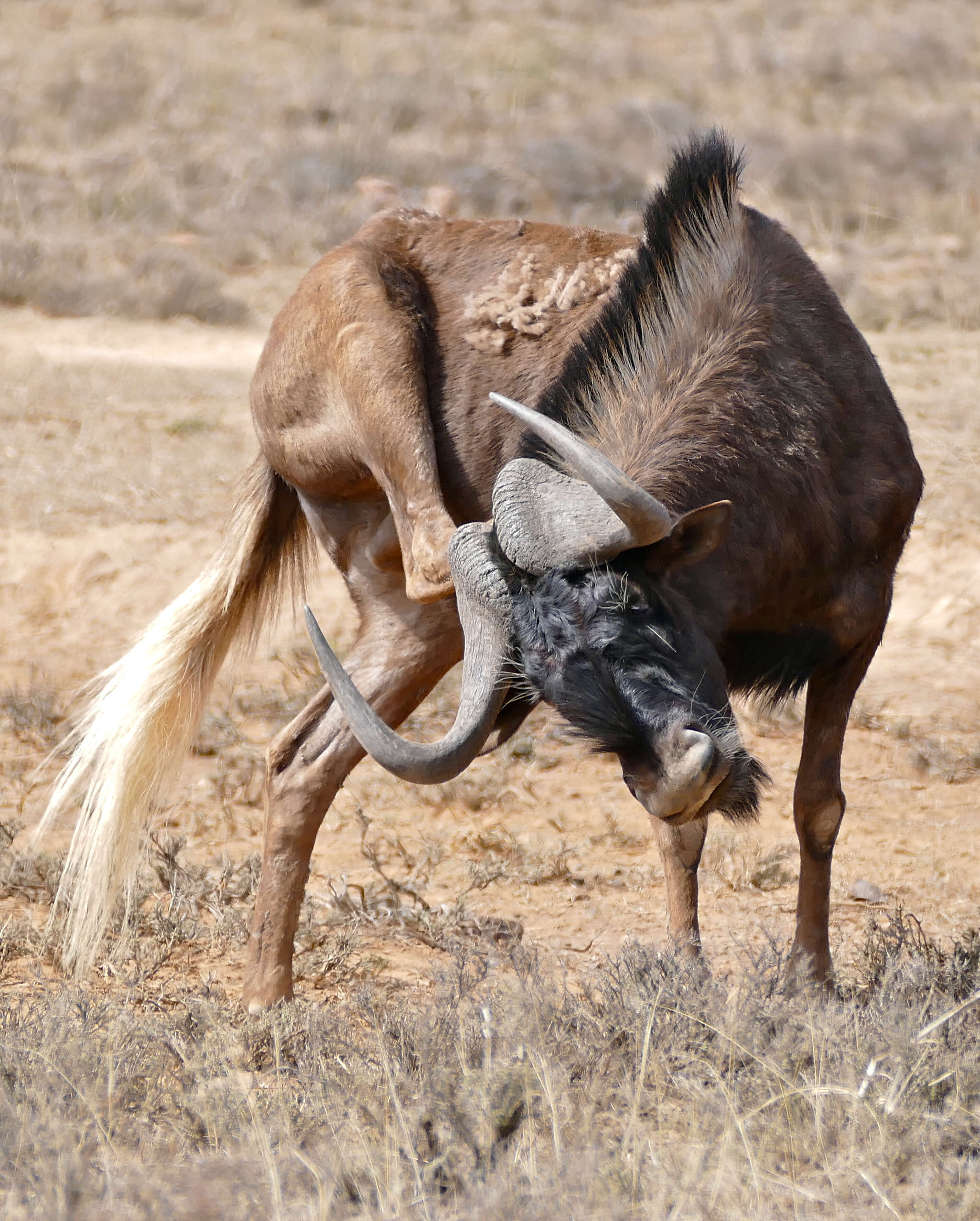 Image of Black Wildebeest