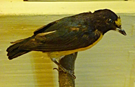 Image of White-vented Euphonia