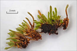 Image of silvergreen bryum moss