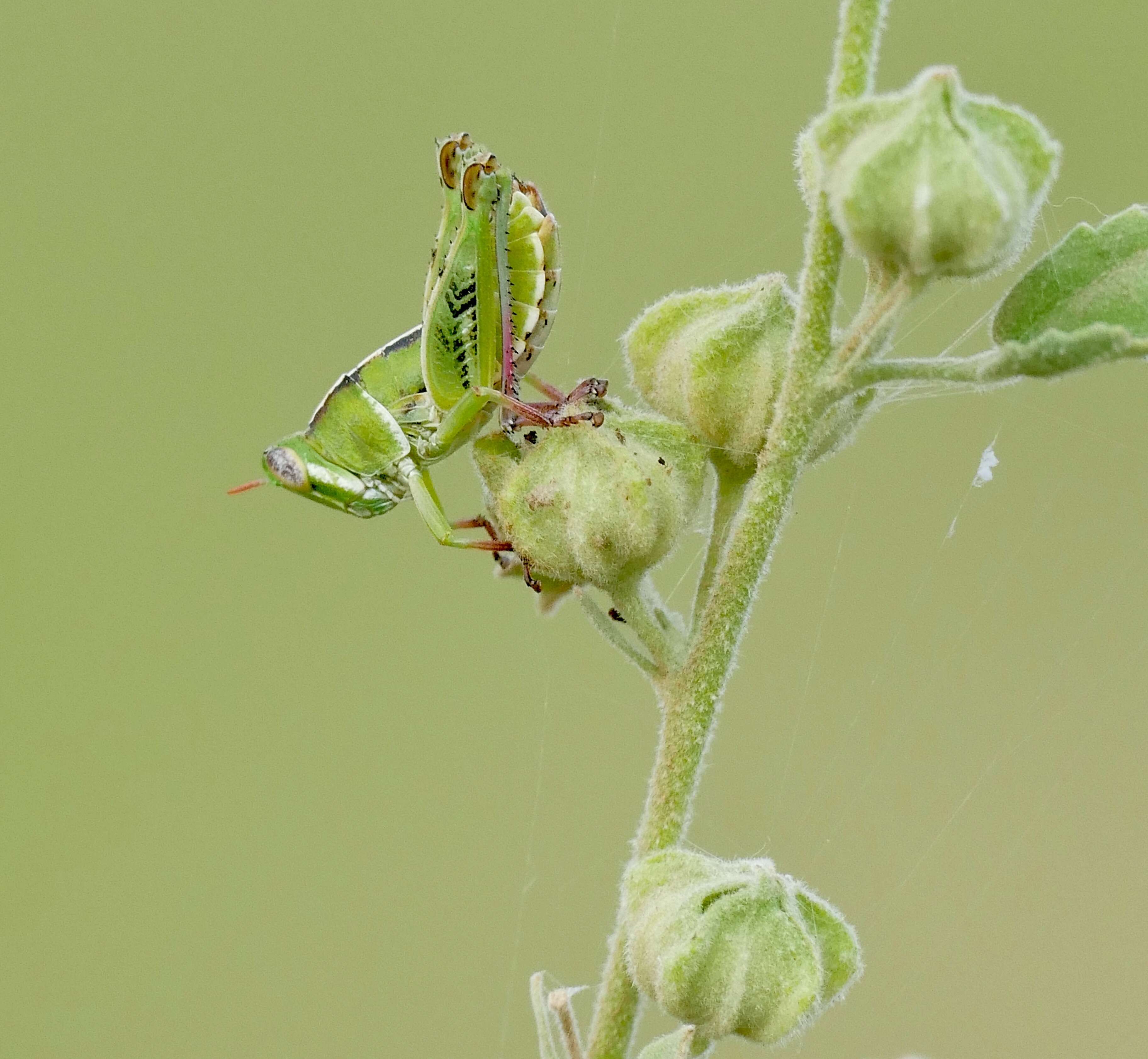 Imagem de Thericleidae