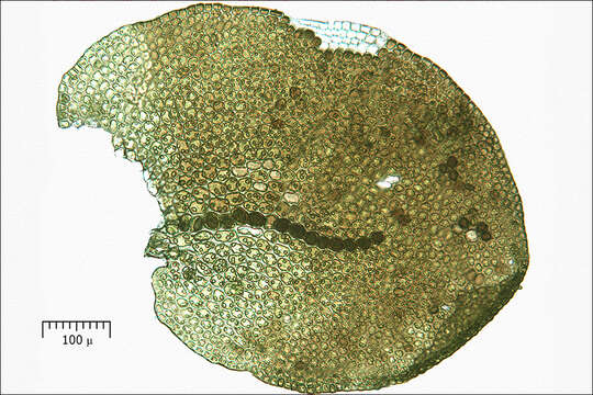 Image of Tamarisk Scalewort