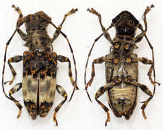 Image of Acmocera olympiana Thomson 1858