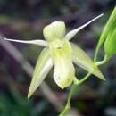 Plancia ëd Coelogyne prasina Ridl.