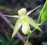 Image of Coelogyne prasina Ridl.