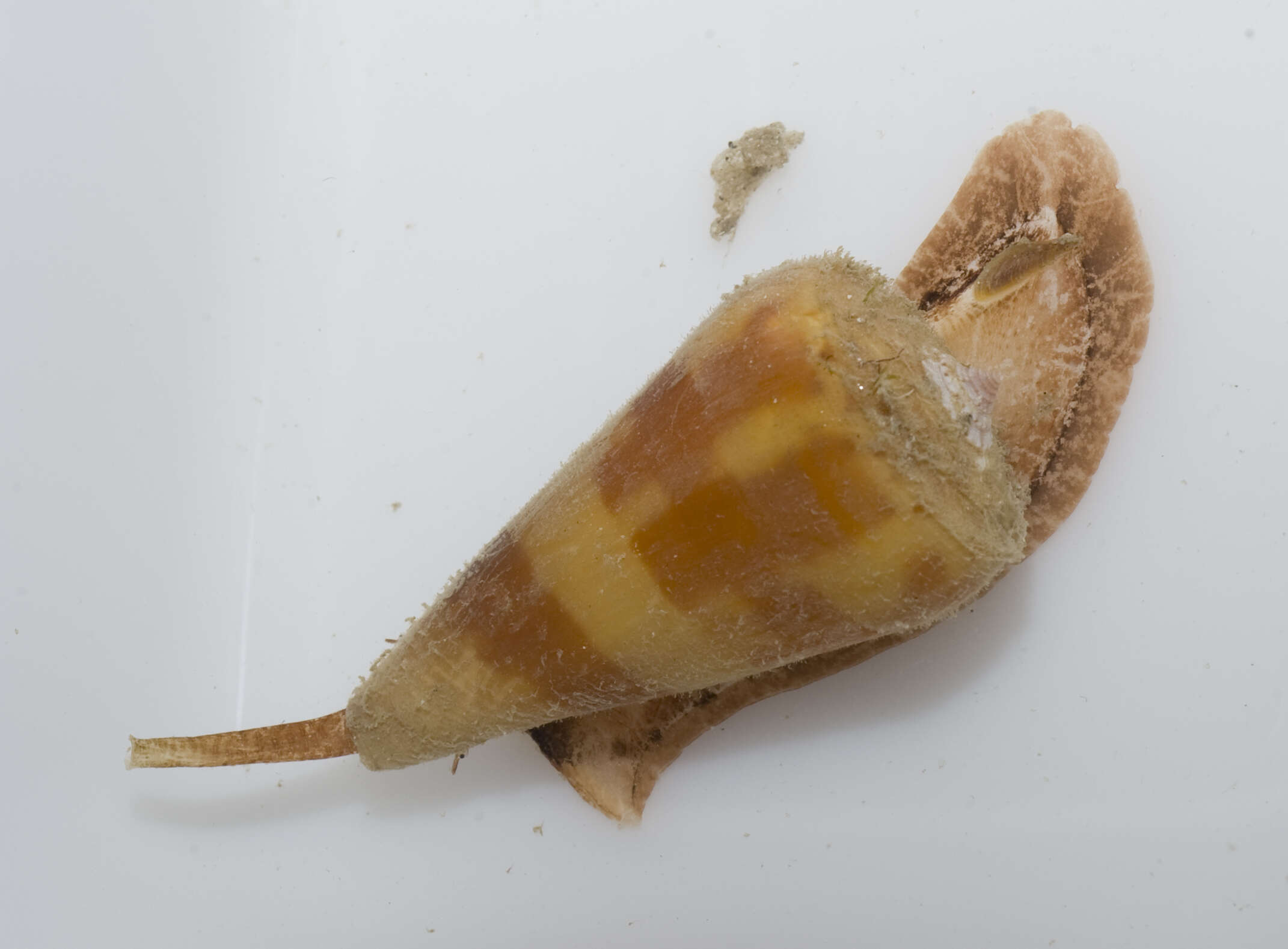 Image of singed cone