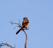 Image of Long-tailed Shrike