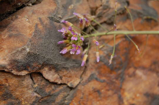 Image of perennial rockcress