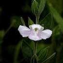 Image of Justicia phyllocalyx (Lindau) D. C. Wassh. & C. Ezcurra