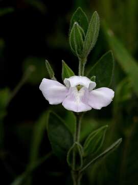 Image of Justicia phyllocalyx (Lindau) D. C. Wassh. & C. Ezcurra