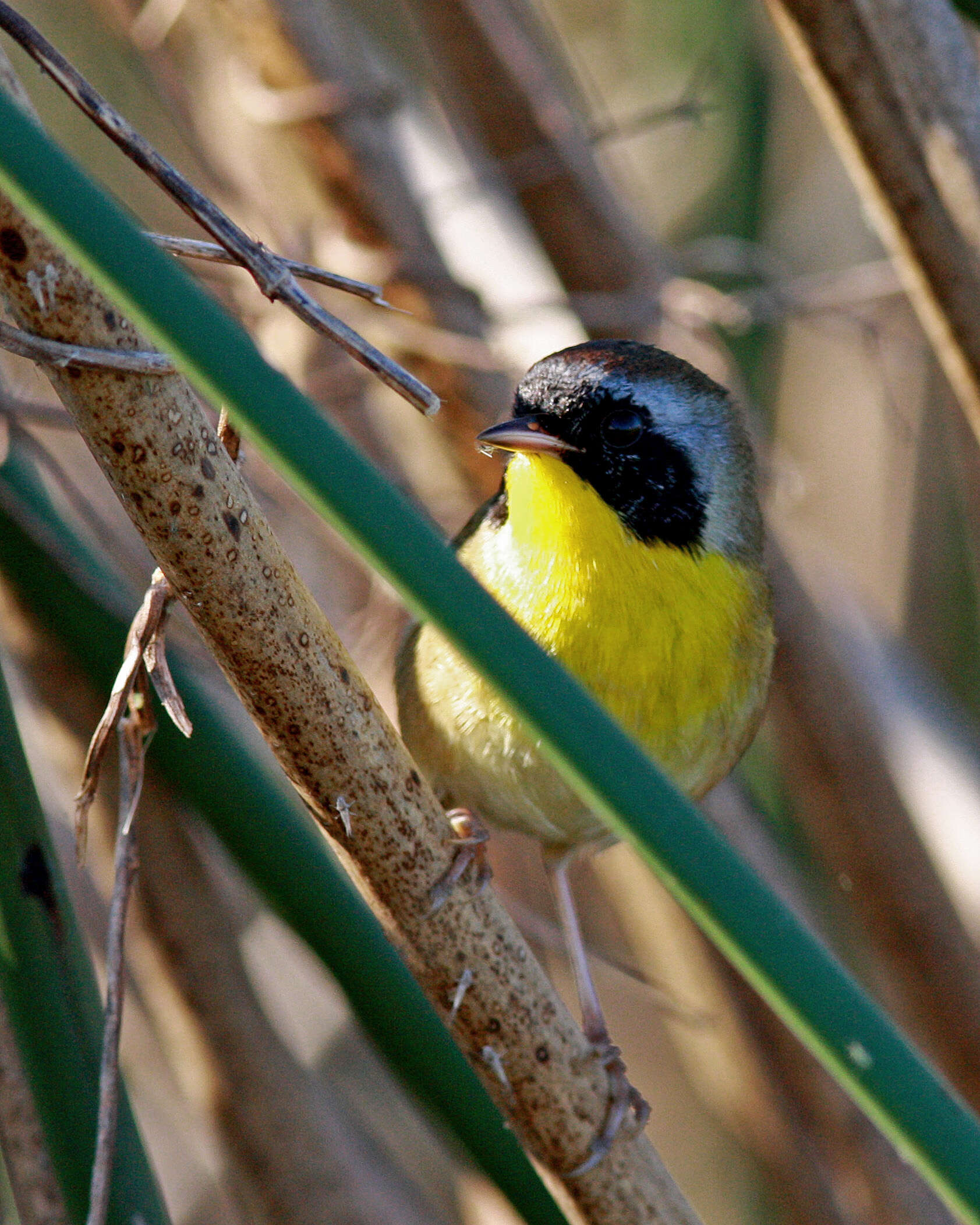 Image of Common Yellowthroat