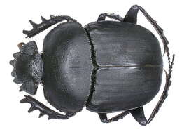 صورة Scarabaeus ambiguus (Boheman 1857)