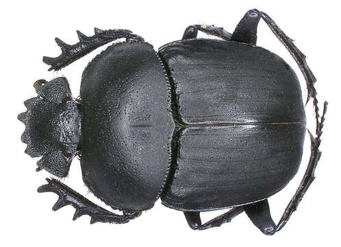 Sivun Scarabaeus ambiguus (Boheman 1857) kuva