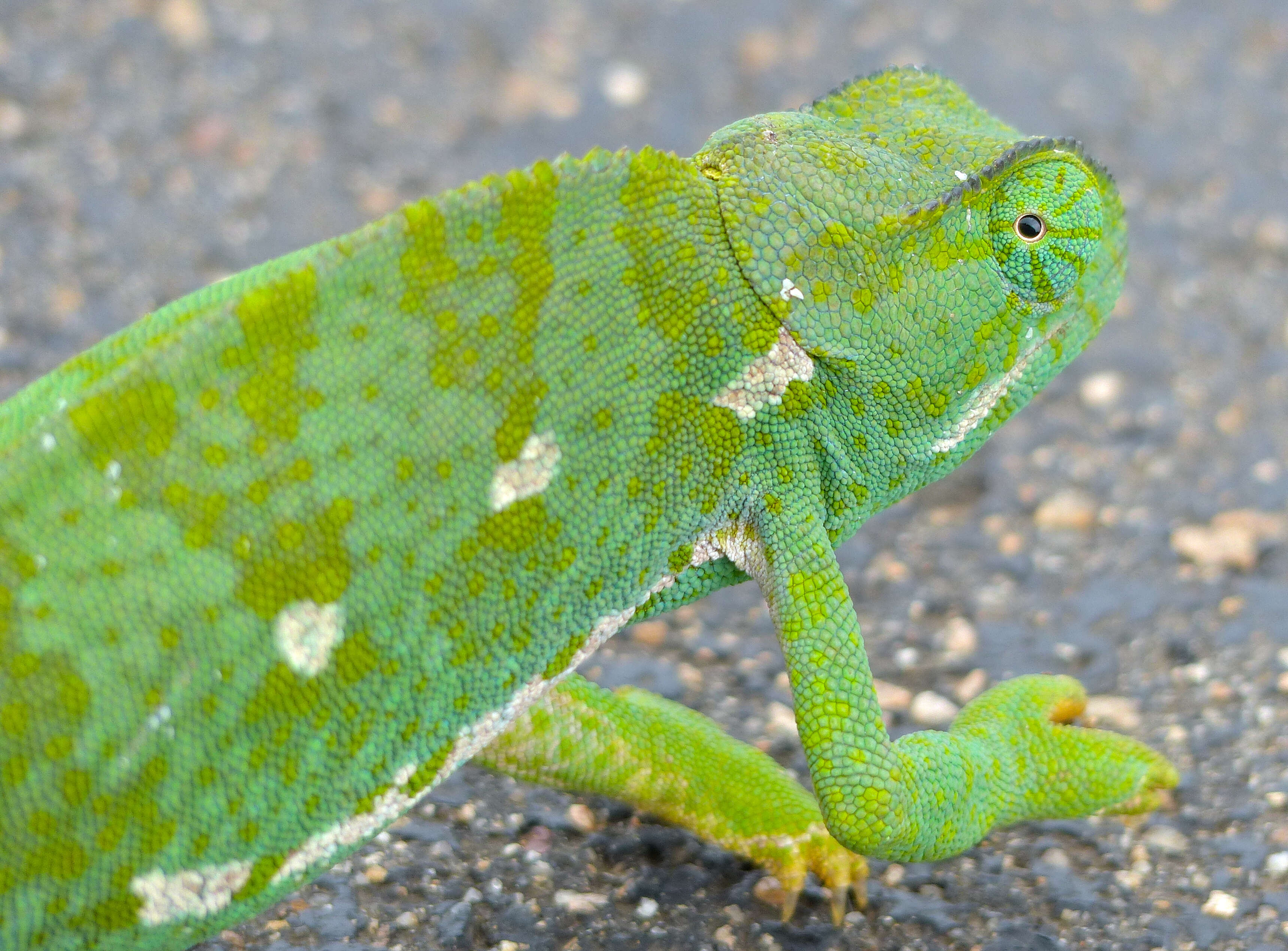 Image of Common African Flap-necked Chameleon