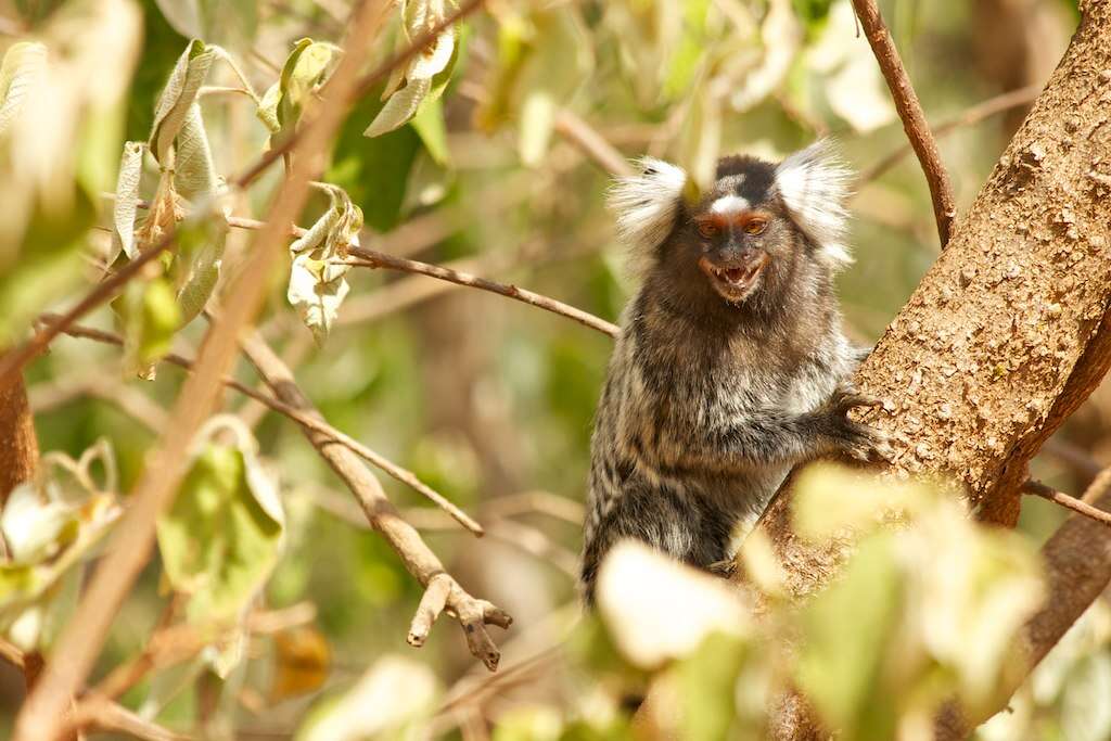 Image of Common Marmoset