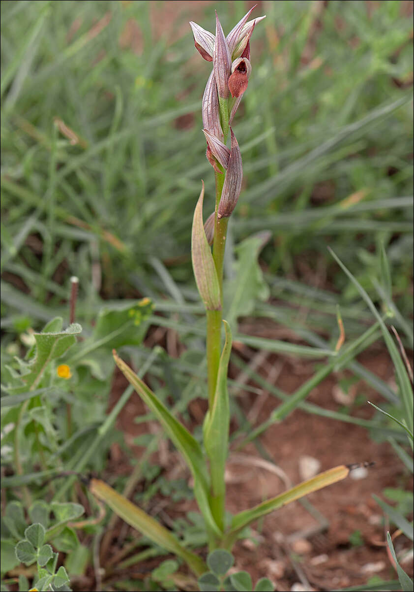 Image of Small-flowered serapias