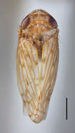 Image of Capeolix picturatus Linnavuori 1961