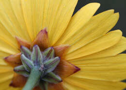 Image of coastal plain tickseed