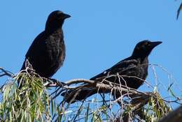 Image of American Crow