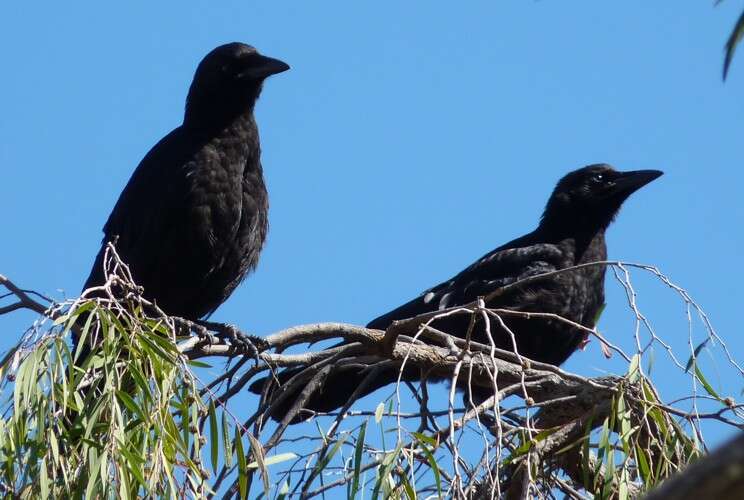 Image of American Crow