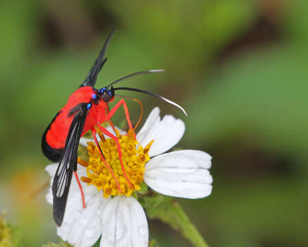 Image of Scarlet-Bodied Wasp Moth