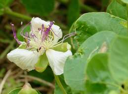 Image de Capparis spinosa subsp. rupestris (Sm.) Nyman