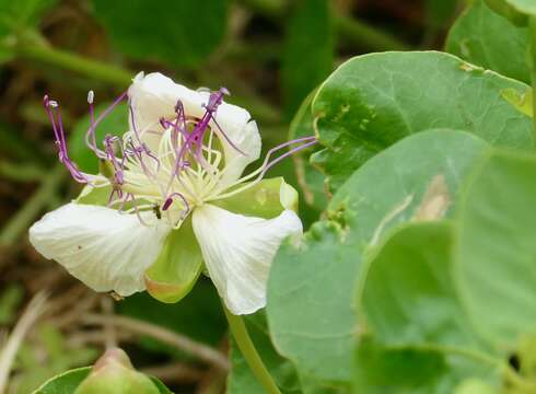 Image of Capparis spinosa subsp. rupestris (Sm.) Nyman