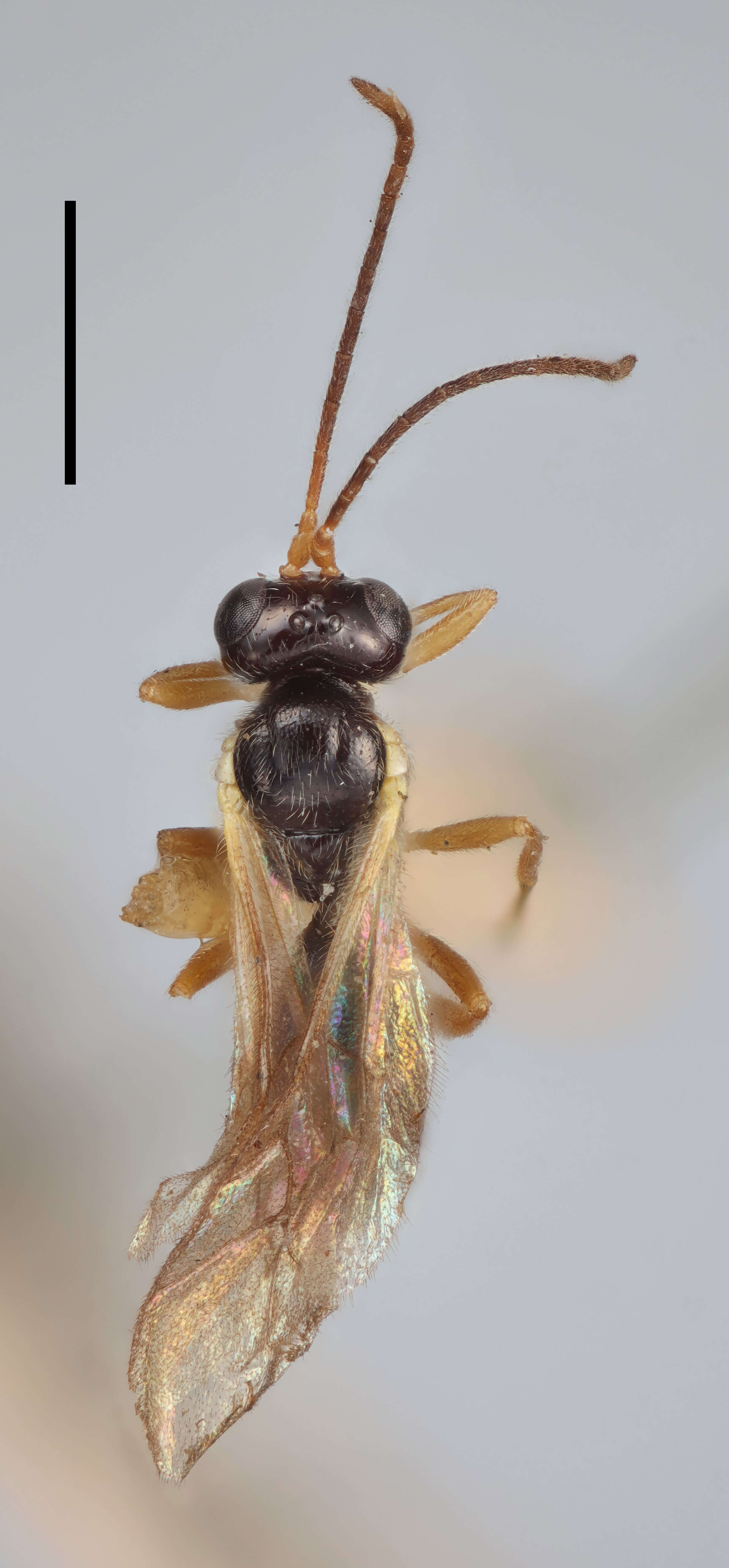 Adelognathus punctulatus Thomson 1883 resmi