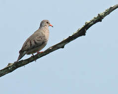 Image of Common Ground Dove