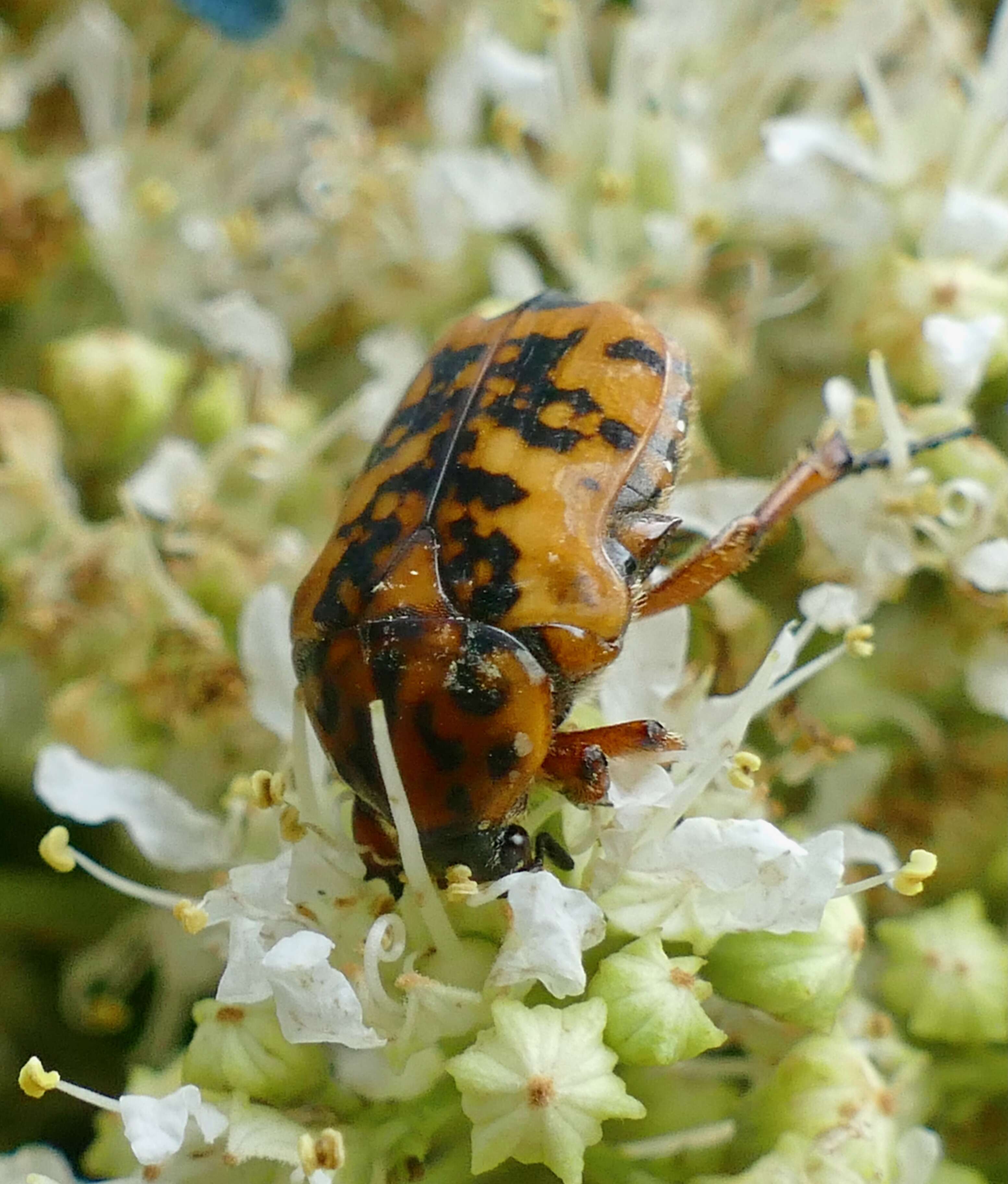 Image of Dolichostethus levis (Janson 1877)