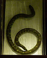 Image of Common Pipe Snake