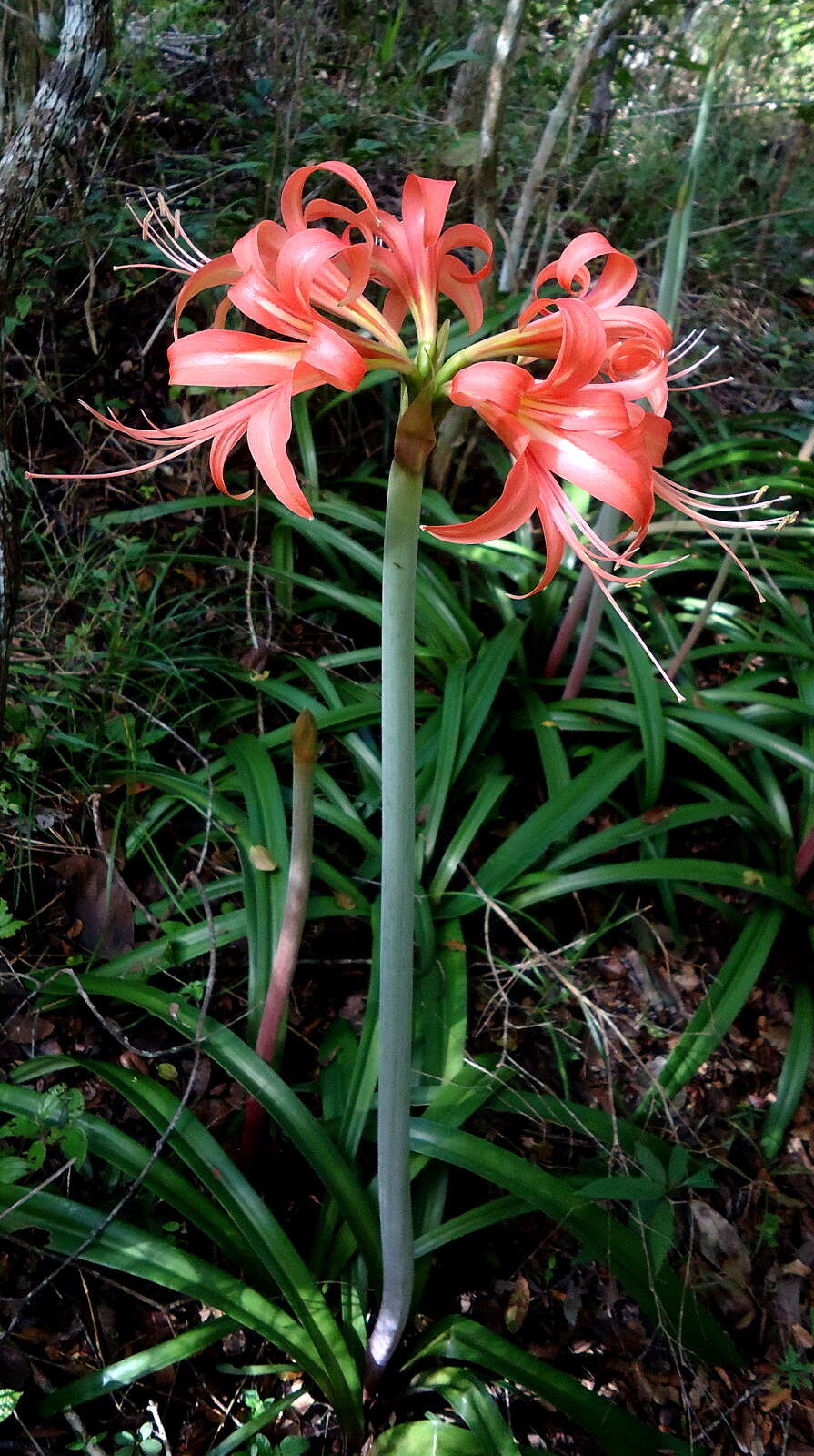 Слика од Hippeastrum stylosum Herb.