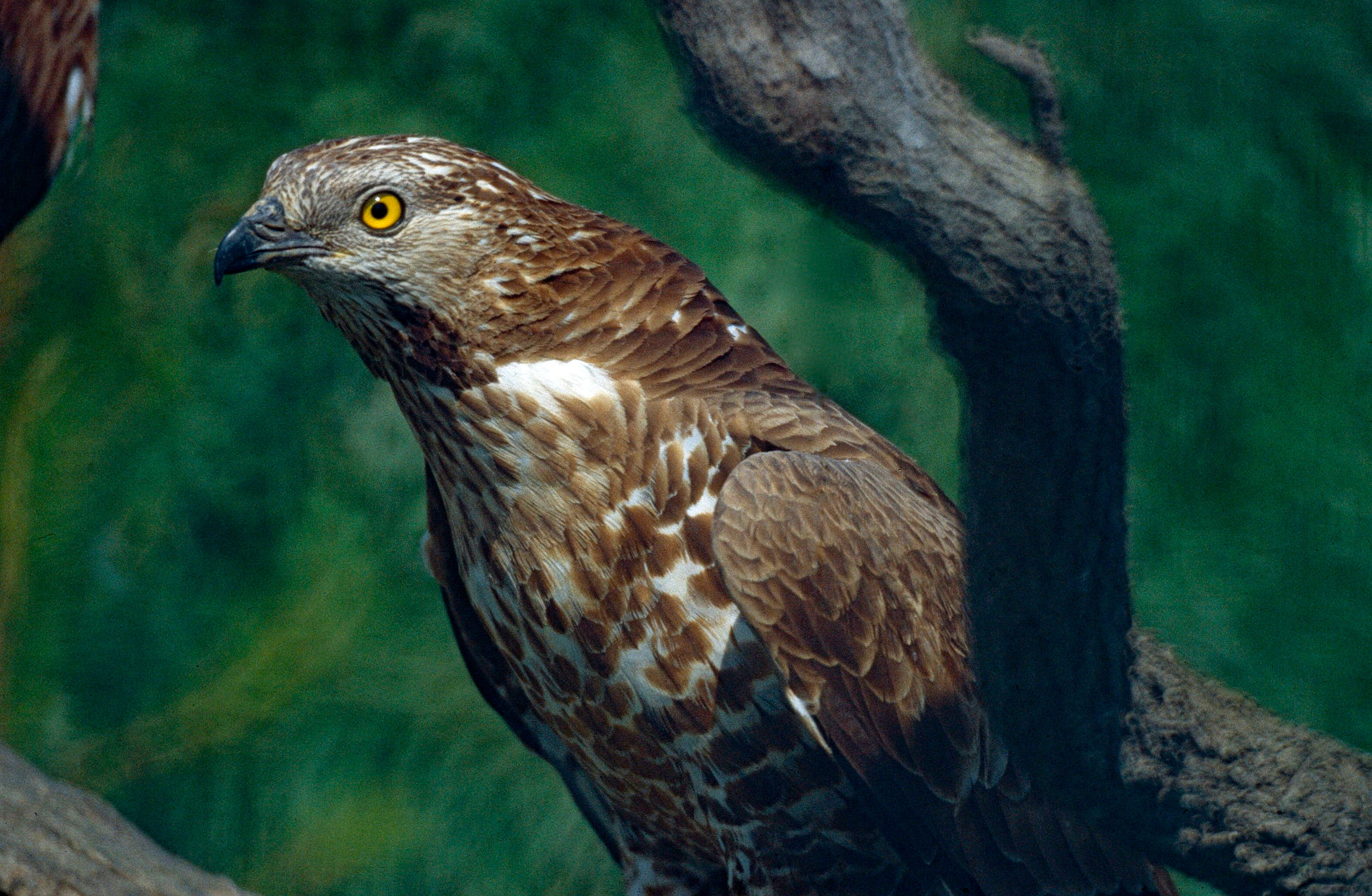 Image of honey buzzard, european honey buzzard