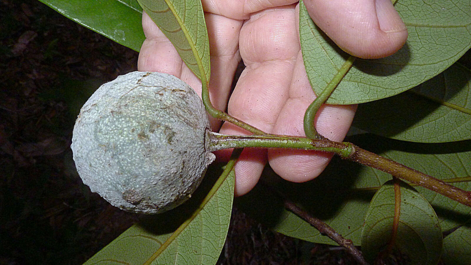 صورة Annona bahiensis (Maas & Westra) H. Rainer