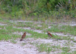 Image of Brown Thrasher