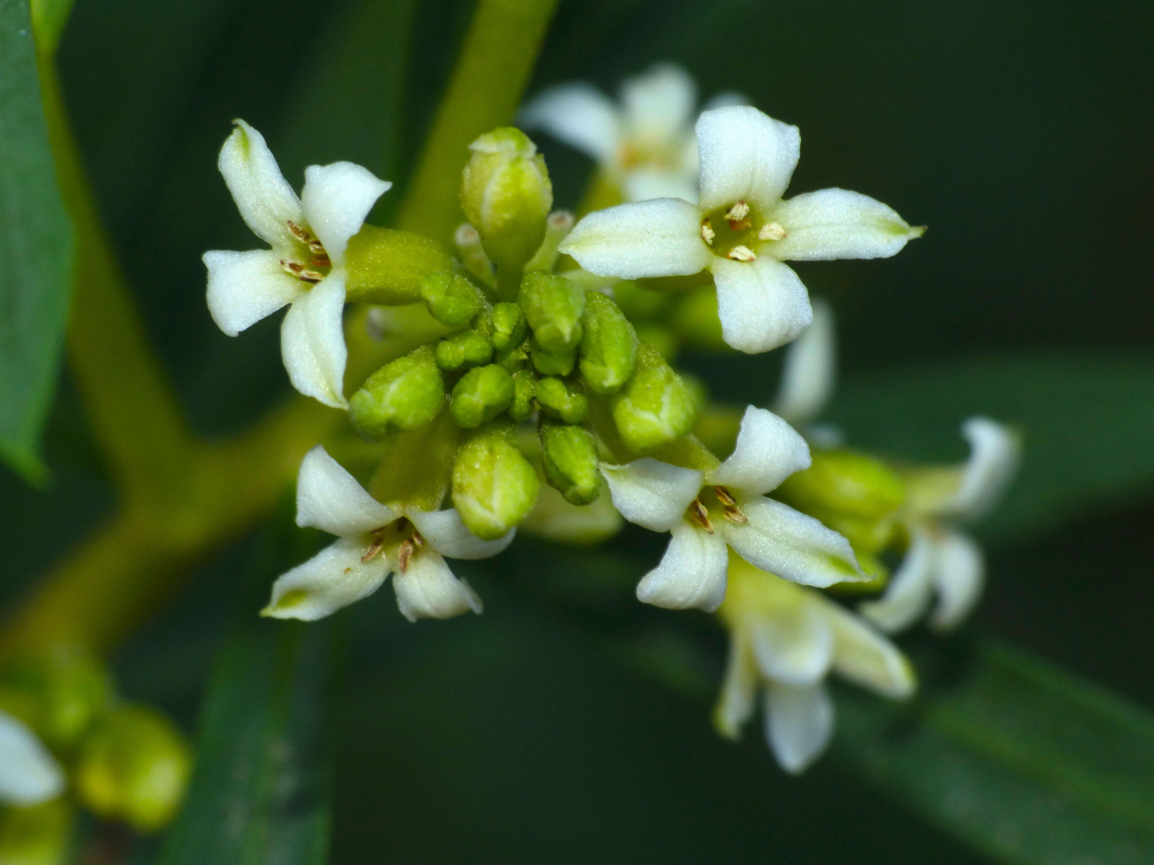 Image of Flax-Leaved Daphne