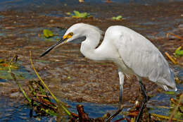 Image of Snowy Egret