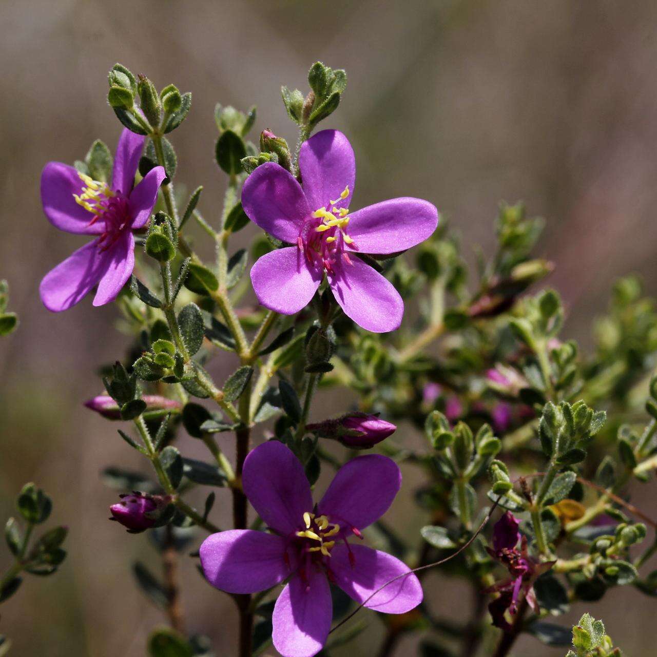 Sivun Microlicia fulva (Spreng.) Cham. kuva