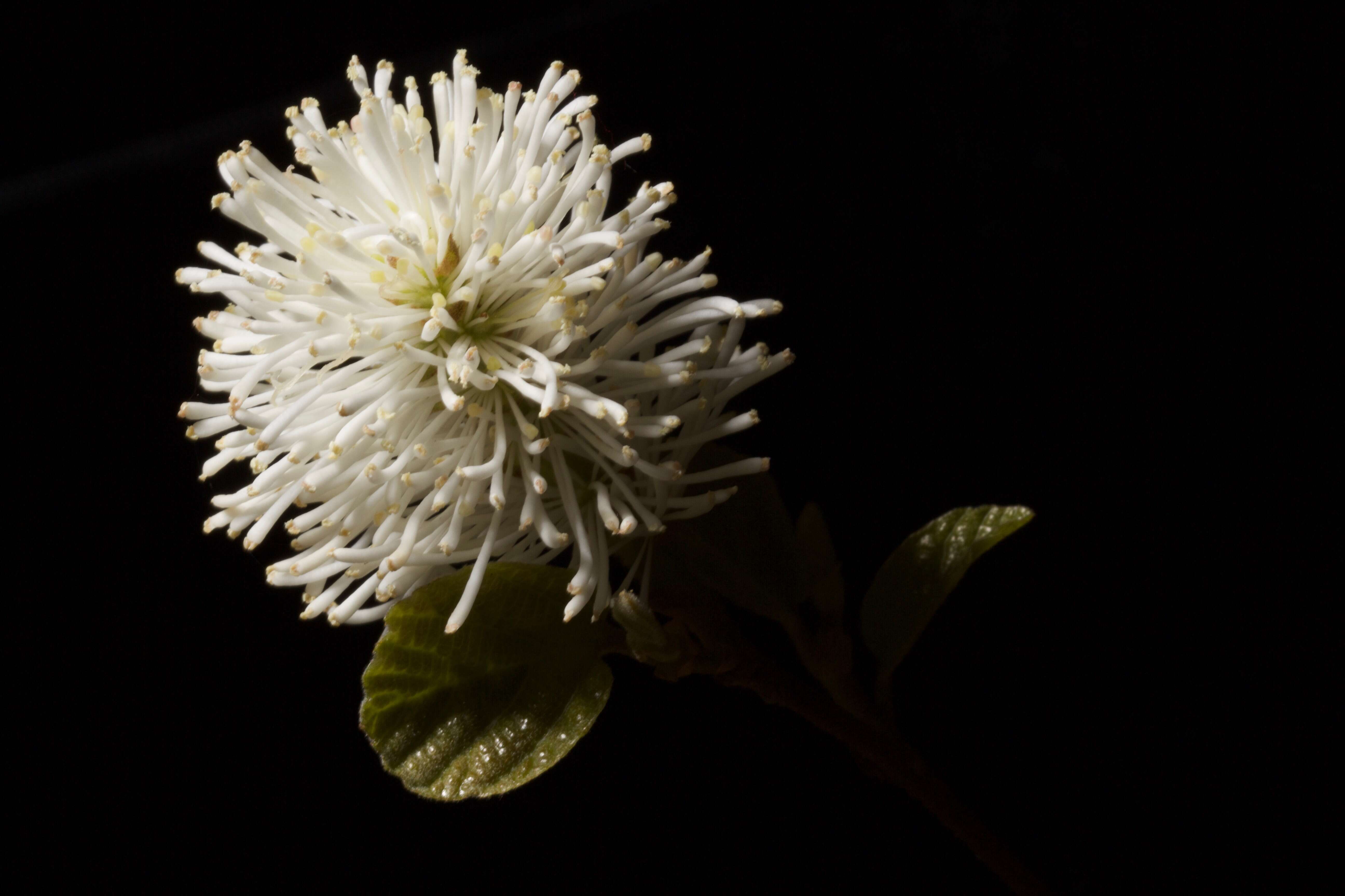 Imagem de Fothergilla