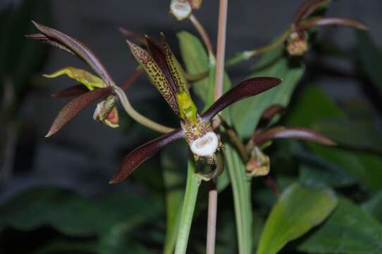 Catasetum osculatum Lacerda & V. P. Castro的圖片