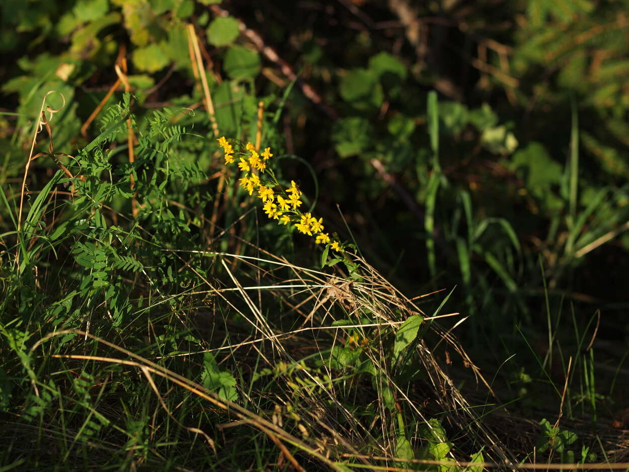 Image of Solidago virgaurea subsp. virgaurea