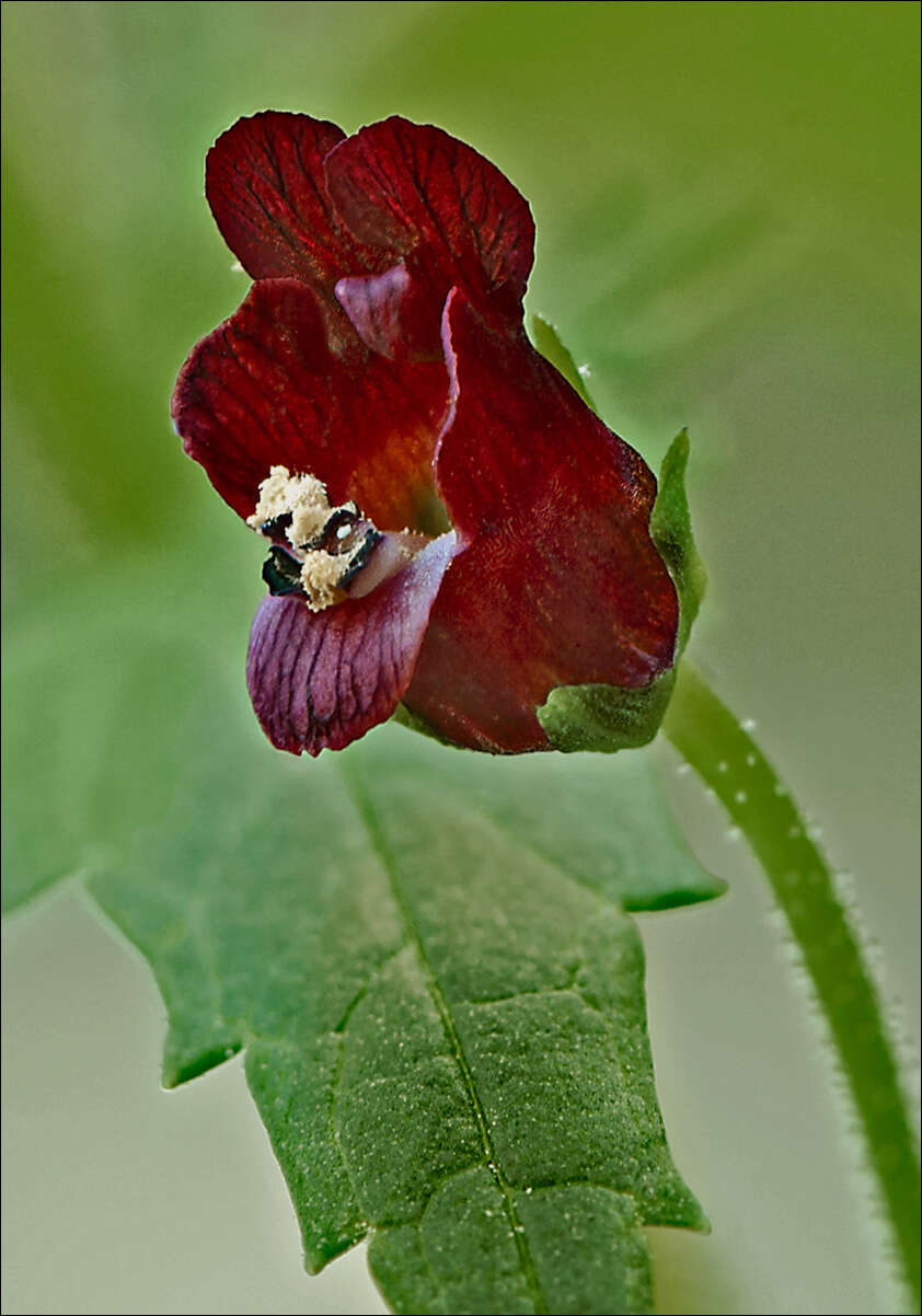 Scrophularia peregrina L. resmi