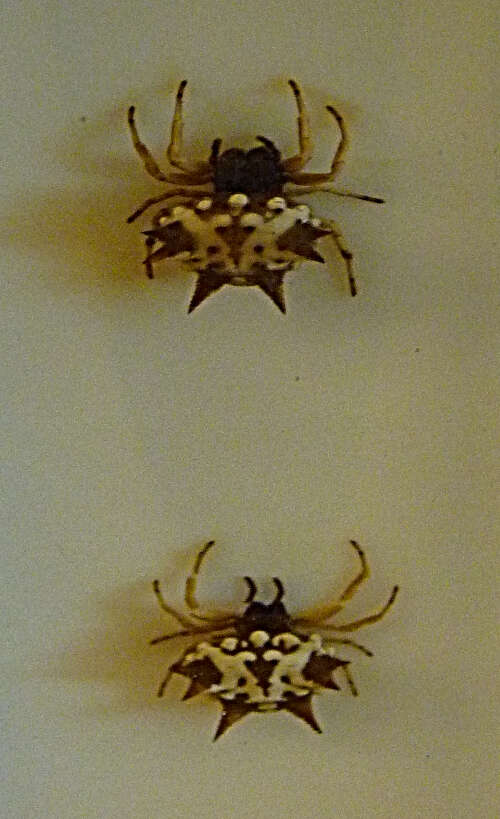 Image of Austracantha