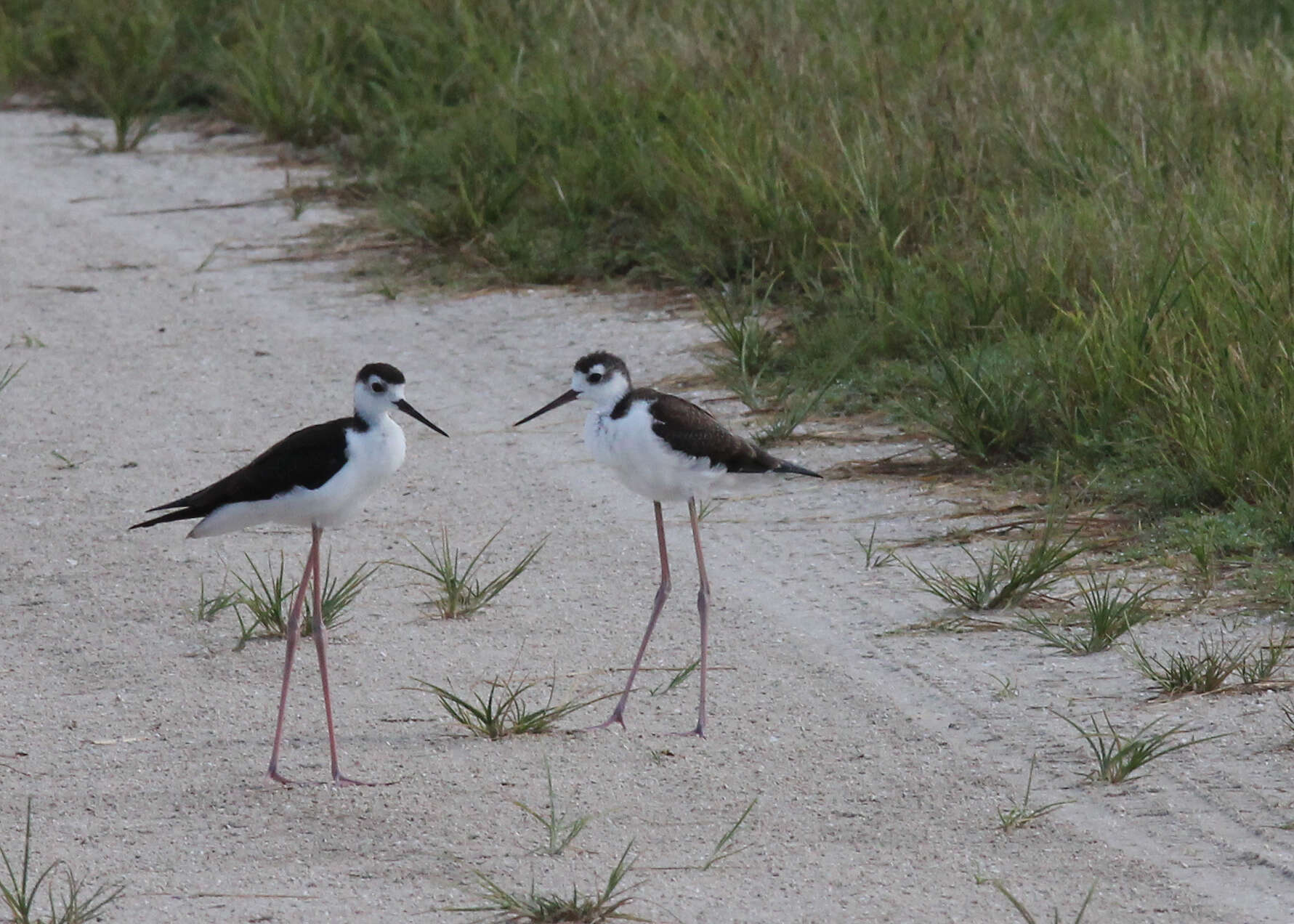 Image of Black-necked Stilt